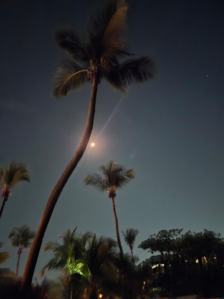 palm trees in front of a bright moon at night