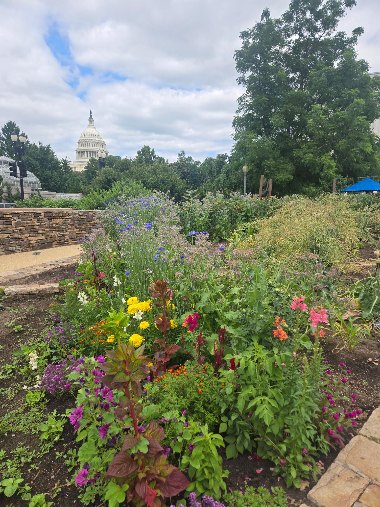 an array of flowers in the US Botanical Garden with the US Capitol building in the background